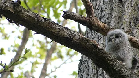 Face of cute owl_68 Video stock 44929457
