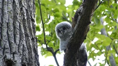 Face of cute owl_69 Video stock 44929459