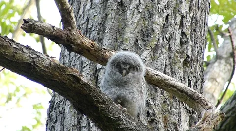 Face of cute owl_70 Video stock 44929462