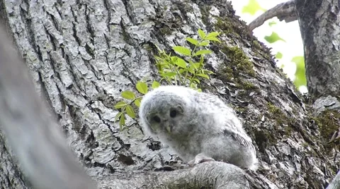 Face of cute owl_71 Video stock 44929463