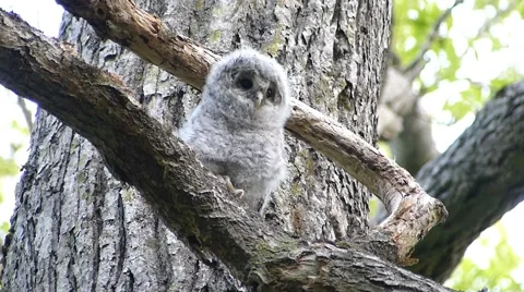Face of cute owl_72 Video stock 44929484