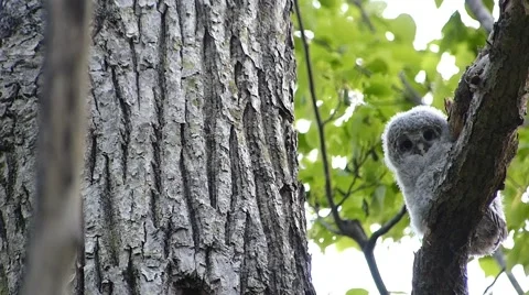 Face of cute owl_73 Video stock 44929489