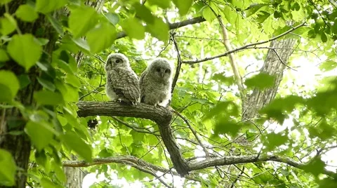 Face of cute owl_74 Stock Footage 44929496