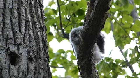 Face of cute owl_75 Stock Footage 44929499