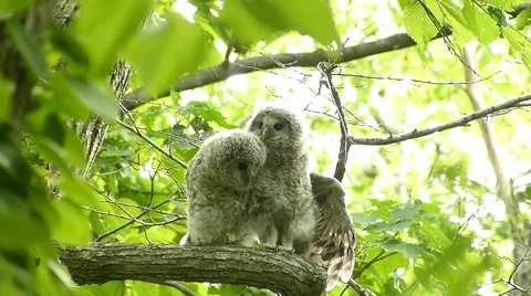Face of cute owl_76 Stock Footage 44929513