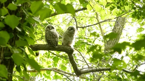 Face of cute owl_77 Video stock 44929532