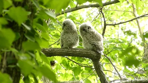 Face of cute owl_78 Stock Footage 44929535
