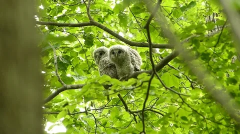 Face of cute owl_80 Stock Footage 44929544