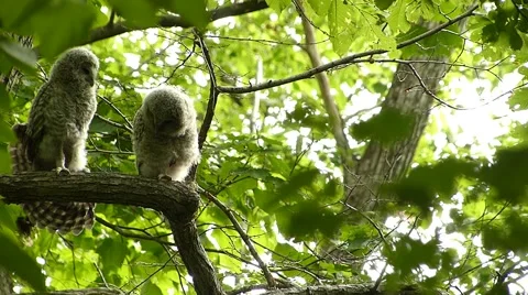 Face of cute owl_83 Stock Footage 44929559