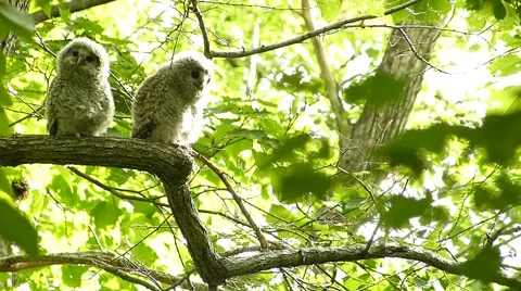 Face of cute owl_84 Video stock 44929561