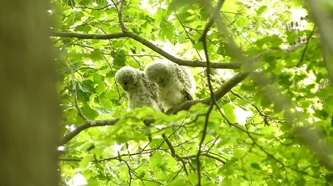 Face of cute owl_85 Stock Footage 44929569
