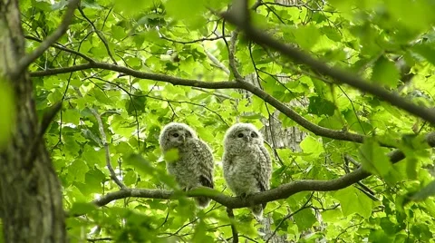 Face of cute owl_86 Video stock 44929582