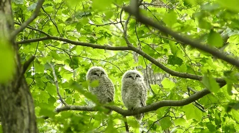 Face of cute owl_87 Video stock 44929585