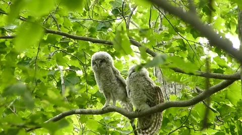 Face of cute owl_88 Video stock 44929593