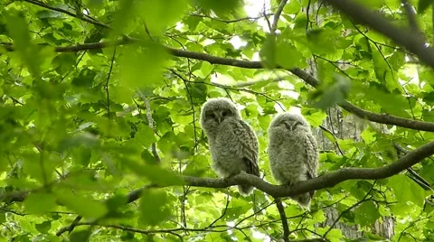 Face of cute owl_89 Stock Footage 44929606