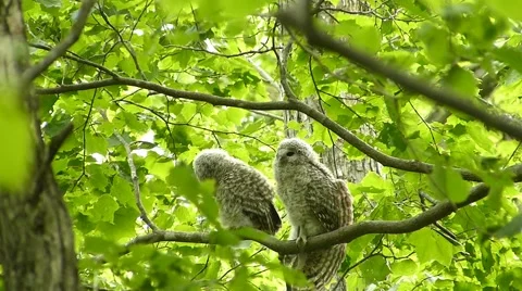 Face of cute owl_90 Stock Footage 44929612