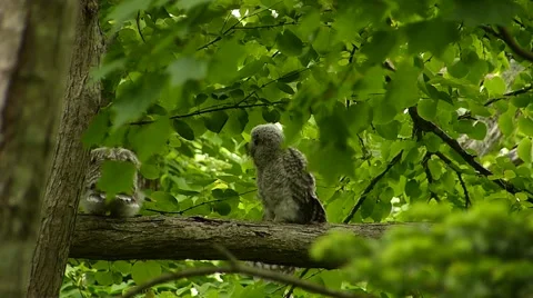 Face of cute owl_91 Stock Footage 44929618