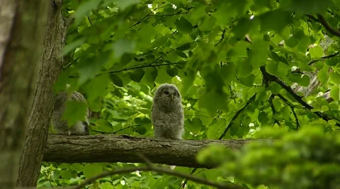 Face of cute owl_92 Stock Footage 44929630
