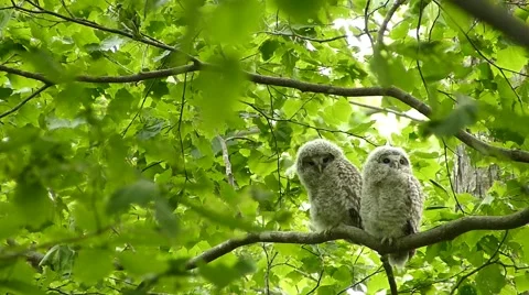 Face of cute owl_93 Stock Footage 44929636