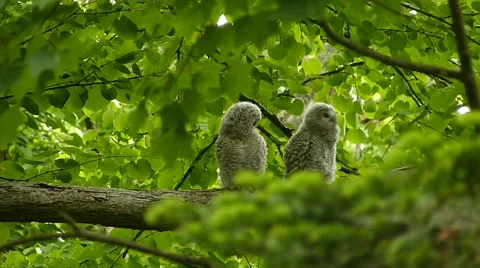 Face of cute owl_94 Stock Footage 44929639