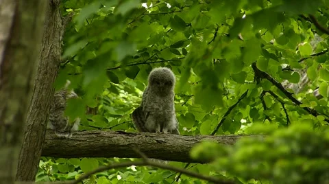 Face of cute owl_95 Stock Footage 44929647