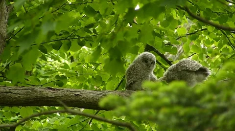 Face of cute owl_96 Video stock 44929656