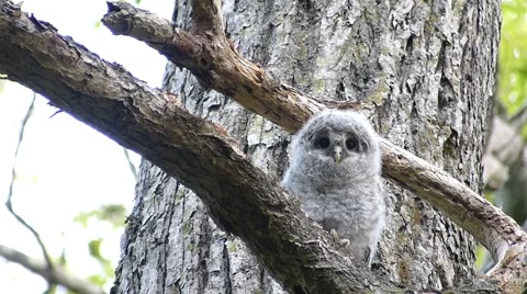 Face of cute owl_97 Stock Footage 44929666