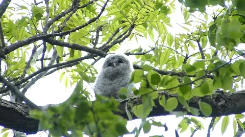 Face of cute owl_98 Stock Footage 44929670