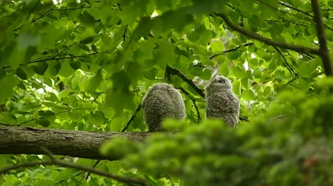 Face of cute owl_99 Stock Footage 44929673
