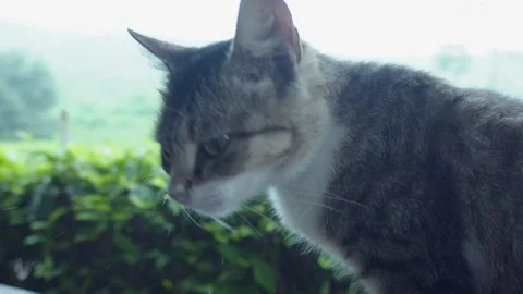 Face of a cute white and gray cat Stock Footage 265929029