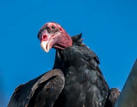 The face of death Foto stock