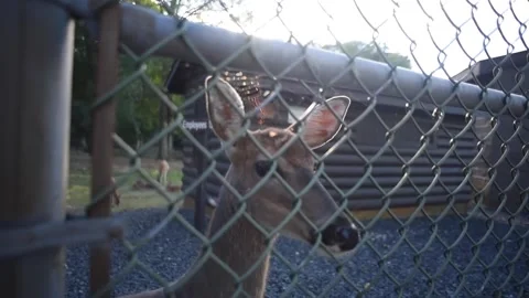 The face of a deer that looks through the bars Stock Footage 140151216
