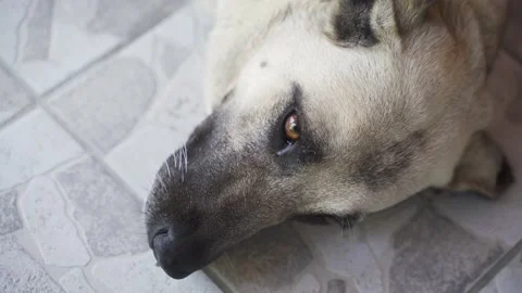 Face of a dog Stock Footage 142228436