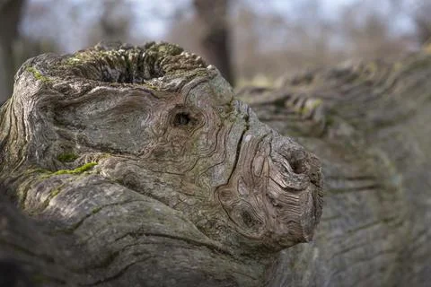 Face of a dog Foto stock