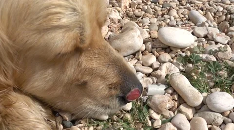 Face of dog with wounded nose Stock Footage 61882514