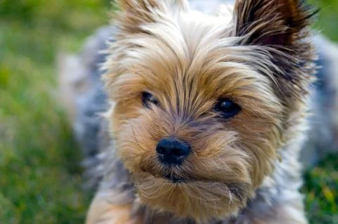 Face the dog yorkshire Stock Photos