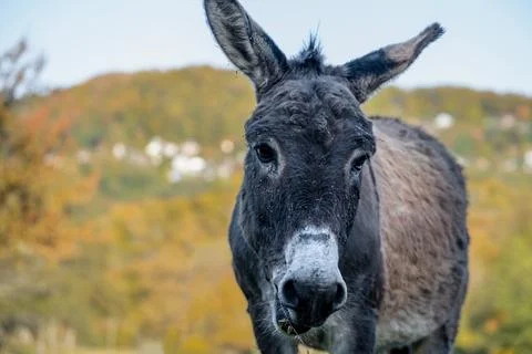The face of a donkey looking at the camera Stock Photos