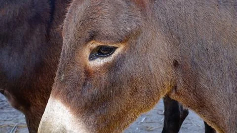Face of a donkey Stock Photos