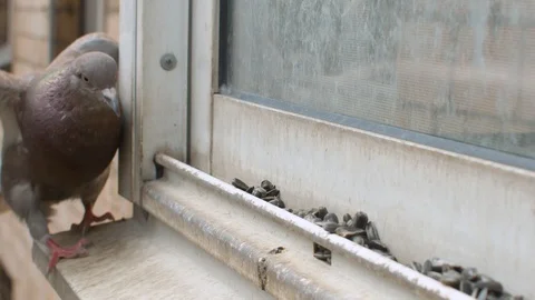 Face of dove eating seeds on the window Stock Footage 129366566