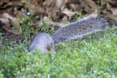 Face down tail up Stock Photos