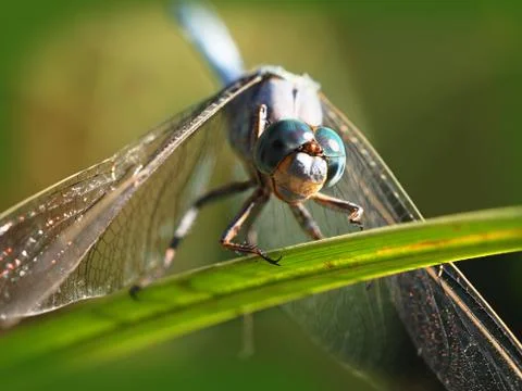 Face of Dragonfly Stock Photos