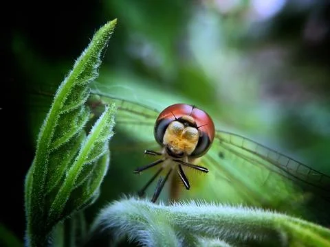 Face of a dragonfly Foto stock