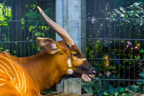The face of a eastern mountain bongo in closeup, critically endangered animal Stock Photos