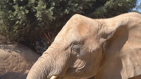 Face of an elephant in a close-up profile Stock-Footage 81792914