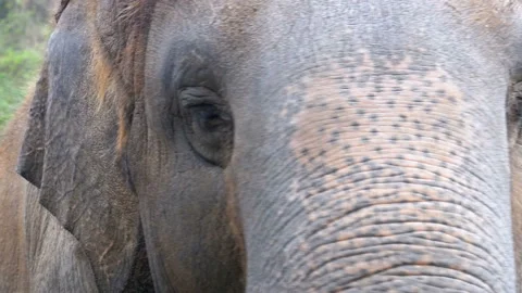 Face of an elephant. The eye blinks, the texture of the skin, the big trunk Stock Footage 86287944