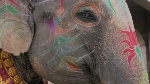 Face of elephant painted for festival,Jaipur,Gangaur,India Stock Footage