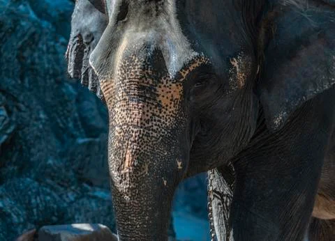 Face of elephant 스톡 사진