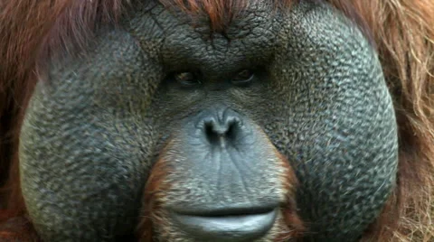 The face with excellent cheeks close up of an orangutan male Stock Footage 43074457