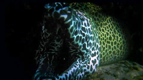 Face to Face with a Big Leopard Moray Eel, Iboy Pulau way - 31 Mar 2020 Video stock 205179689