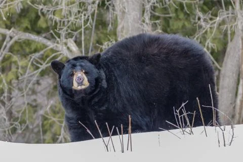 Face to face with Black bear Stock Photos